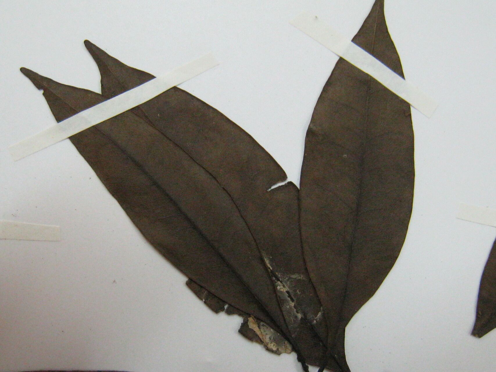 Ocotea fasciculata — search result for 'Ocotea'