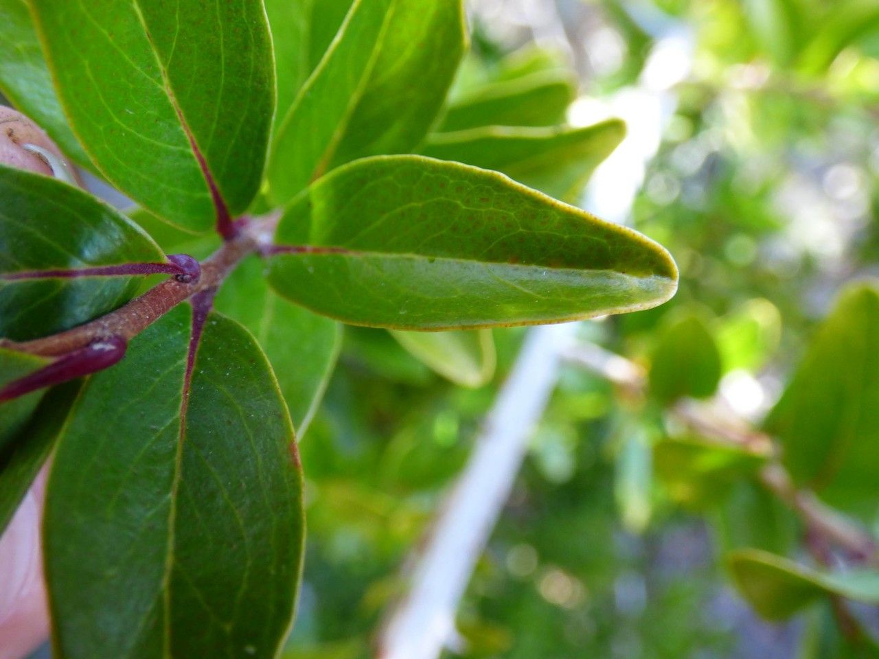 Embelia angustifolia leaf