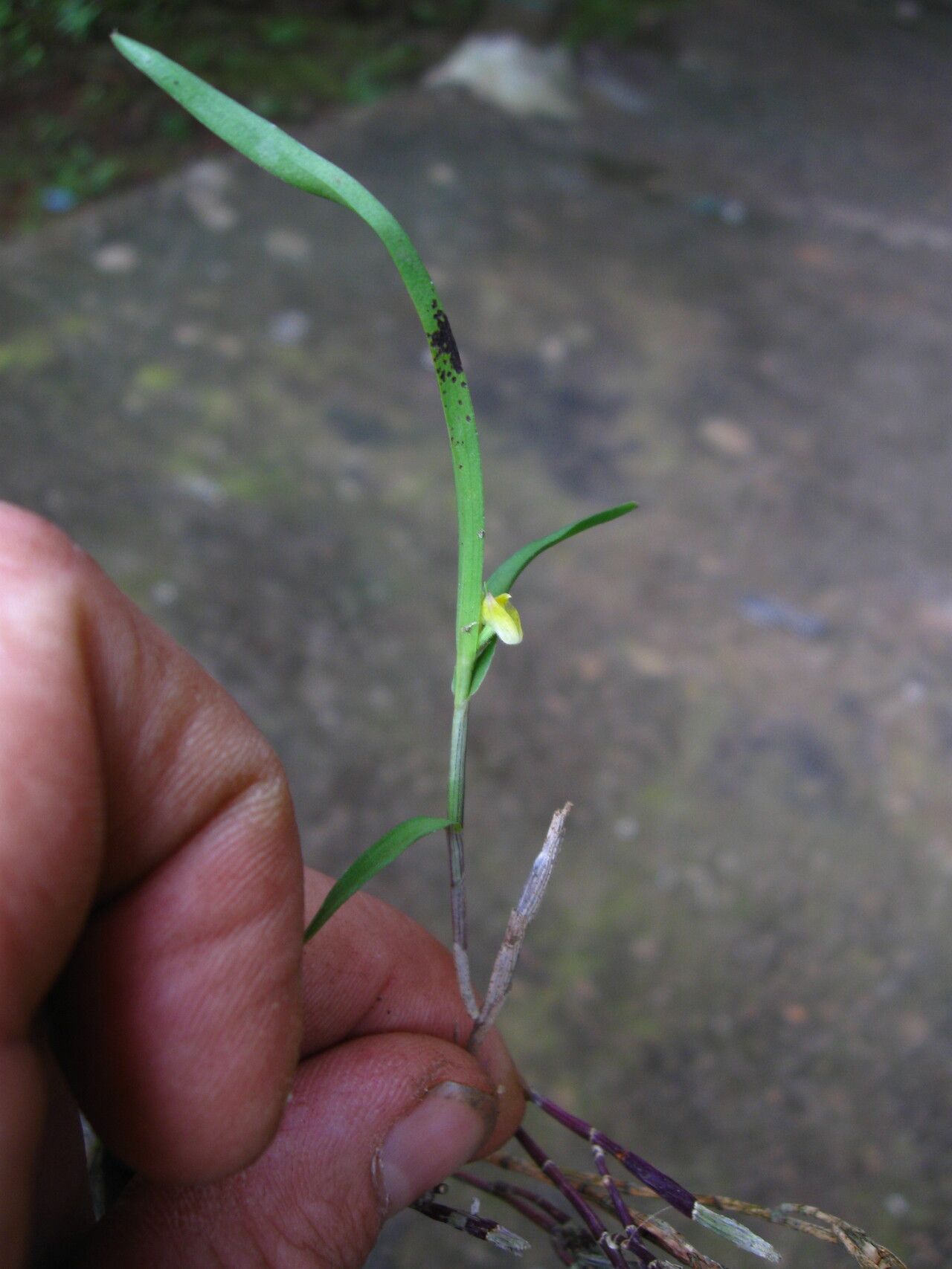 Polystachya lindblomii habit