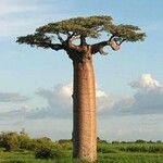 Adansonia madagascariensis