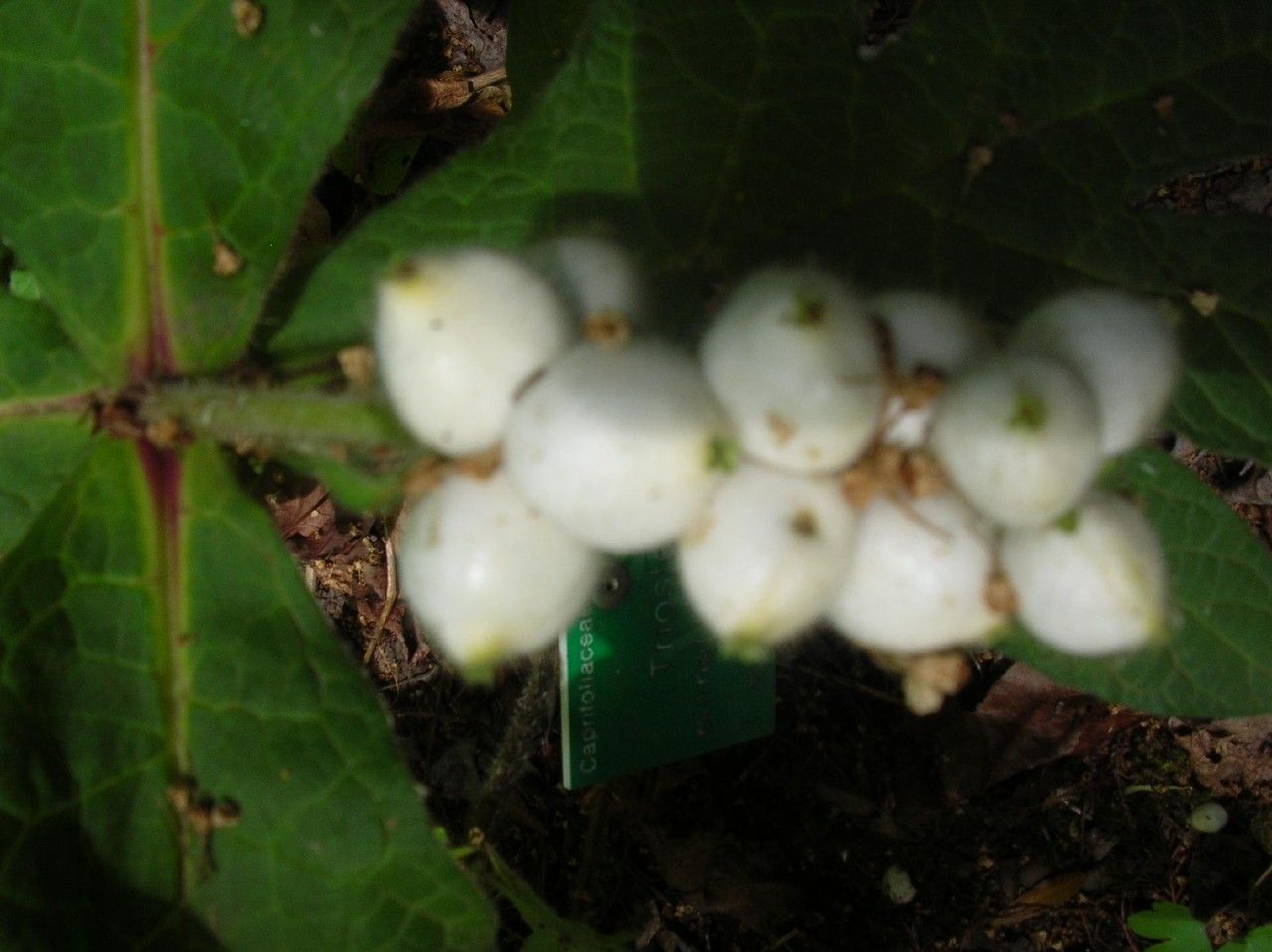 Triosteum pinnatifidum fruit