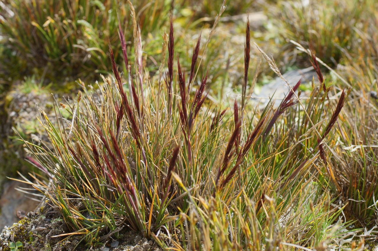 Stipa hans-meyeri — search result for 'Stipa'