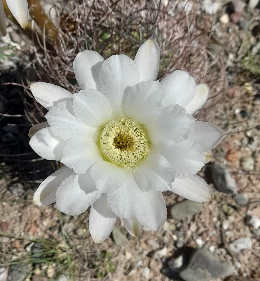 Echinopsis leucantha flower