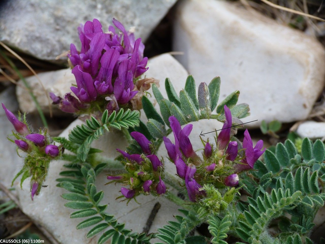 Astragalus echinatus flower