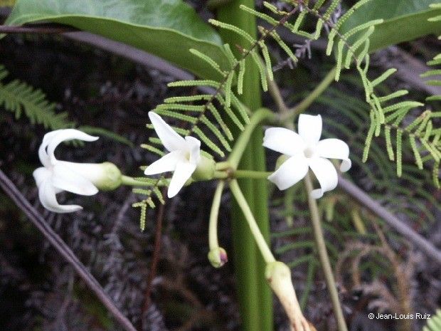 Marsdenia speciosa habit