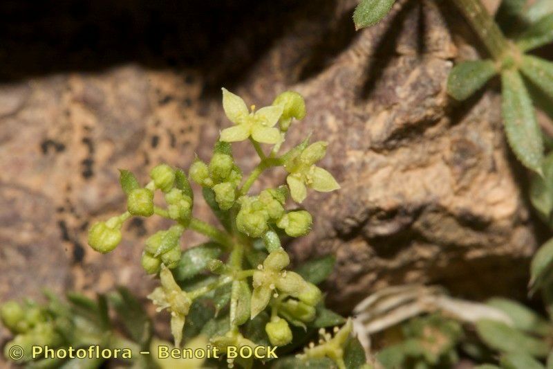 Galium noli-tangere other