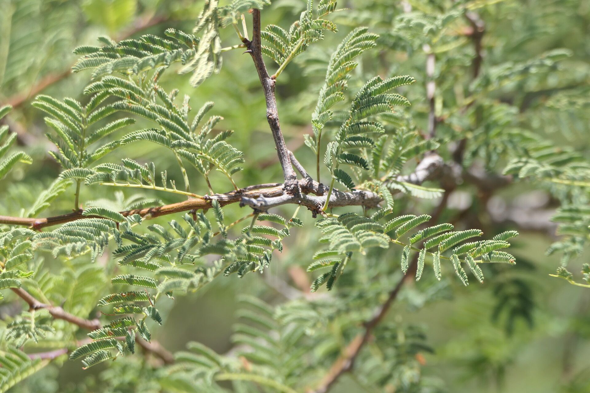 Senegalia hereroensis leaf