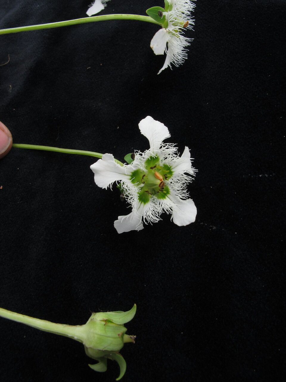 Parnassia wightiana other