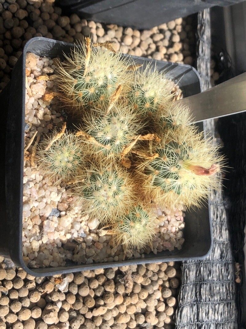 Escobaria roseana — houseplant care guide