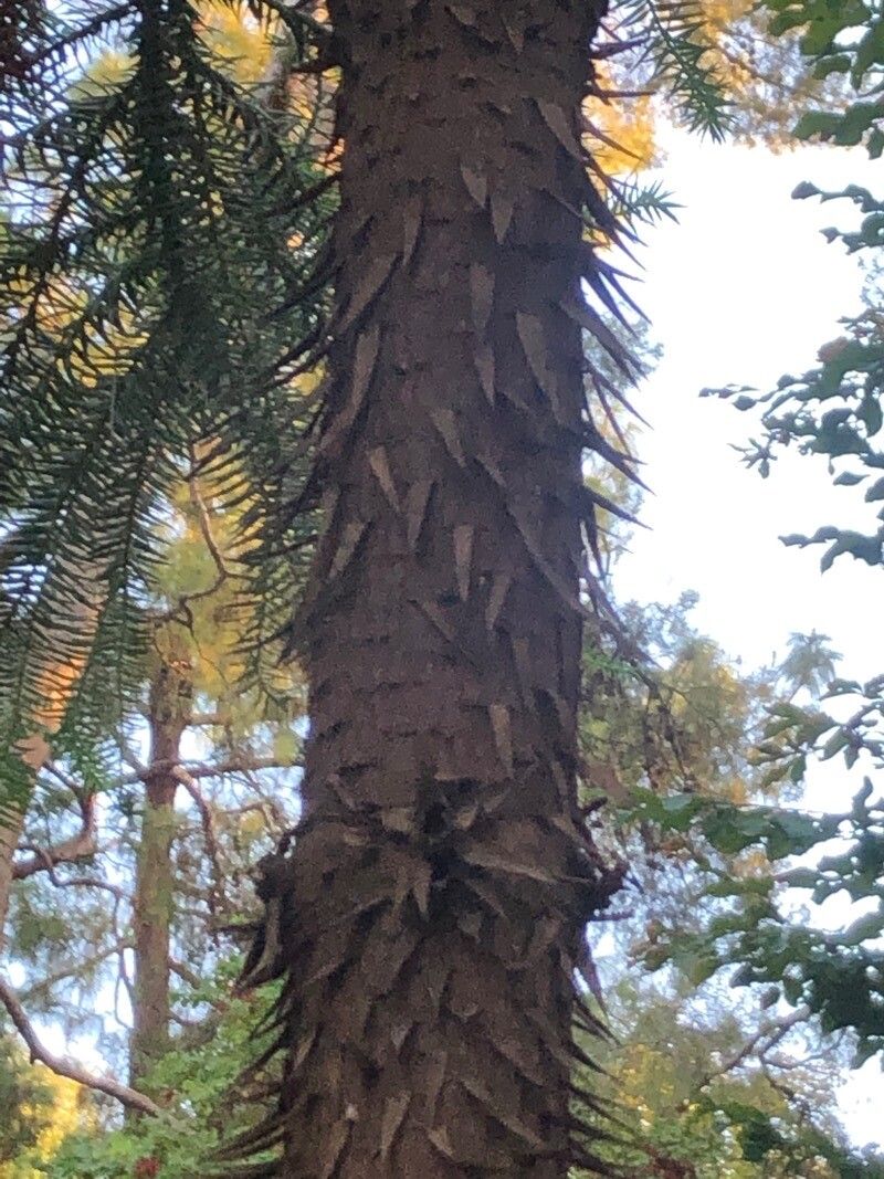 Araucaria angustifolia bark