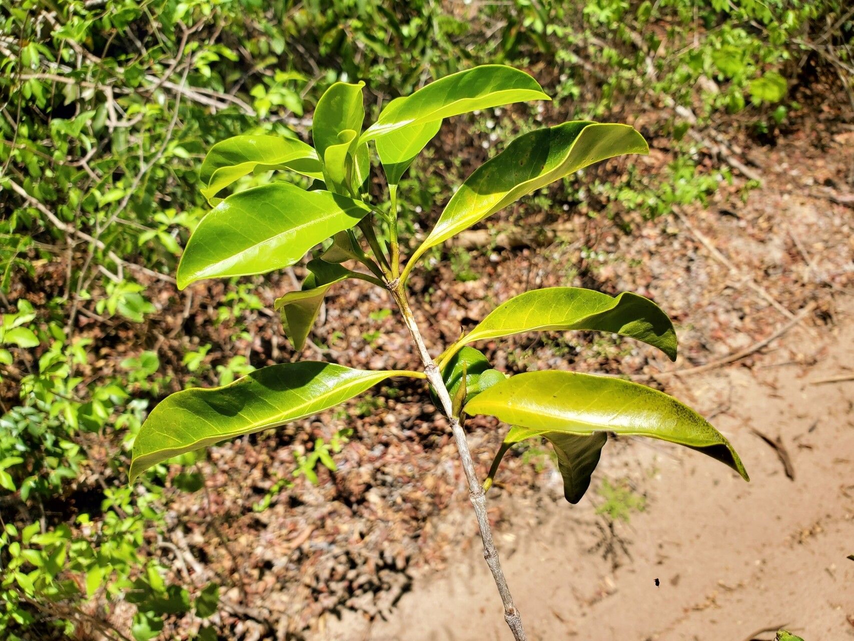 Pyrostria ampijoroensis — related species from the same genus