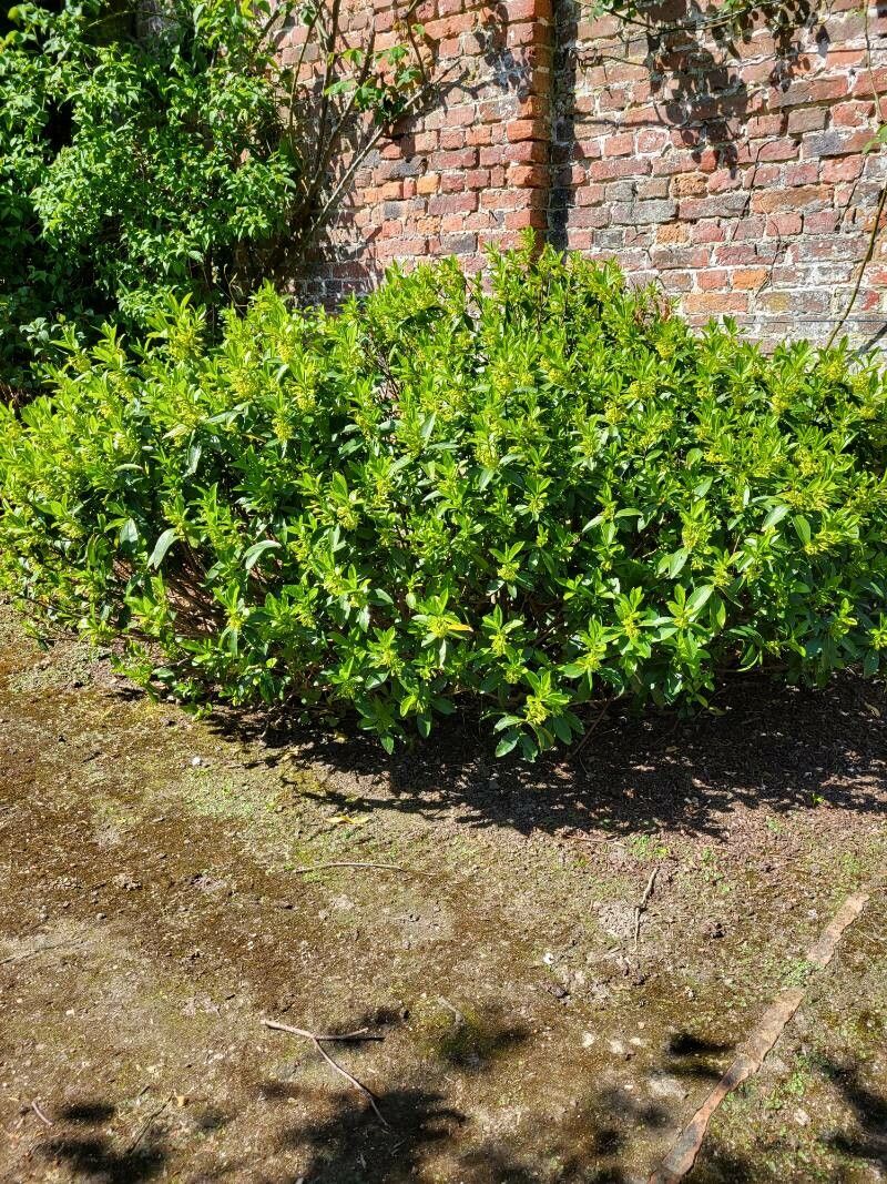 Daphne pontica flower