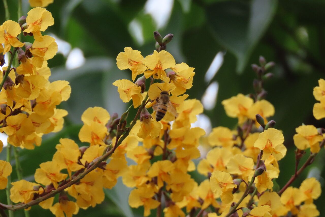 Pterocarpus officinalis flower