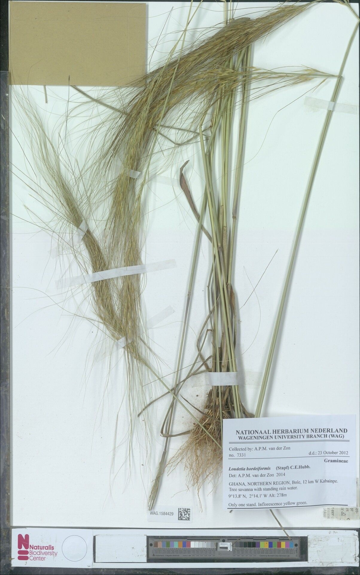 Loudetia hordeiformis — houseplant care guide