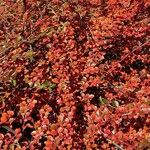 Cotoneaster divaricatus