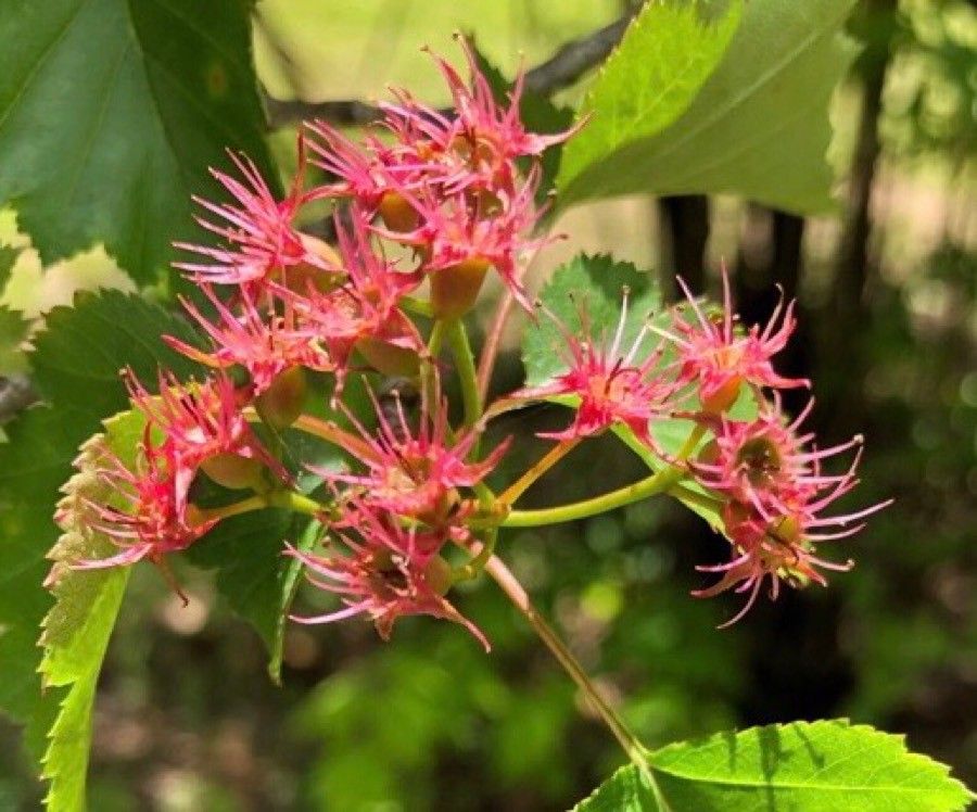 Crataegus macrosperma flower