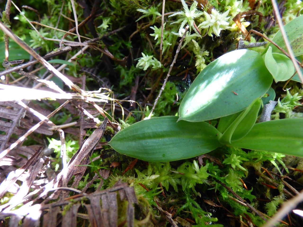 Habenaria decaryana leaf