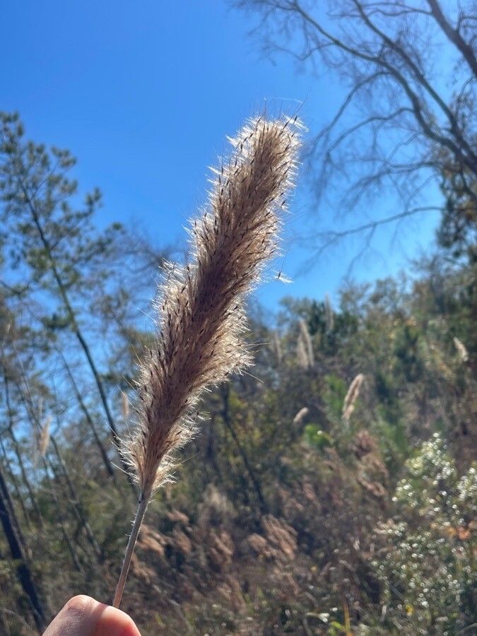 Erianthus alopecuroides — related species from the same genus