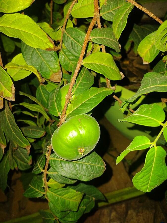 Eugenia stipitata — search result for 'Myrtaceae'