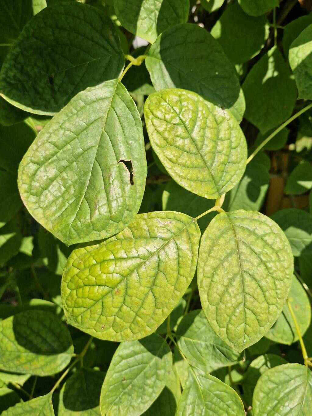 Sinofranchetia chinensis — search result for 'Lardizabalaceae'
