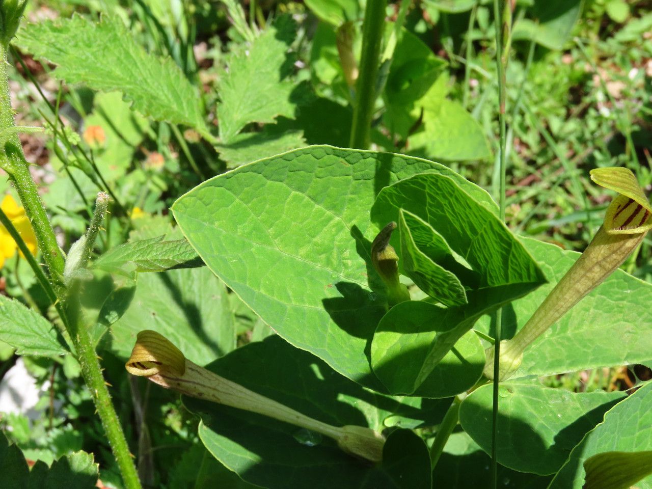 Aristolochia lutea — search result for 'Aristolochia'