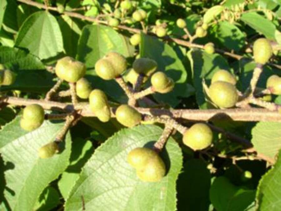 Grewia flavescens fruit