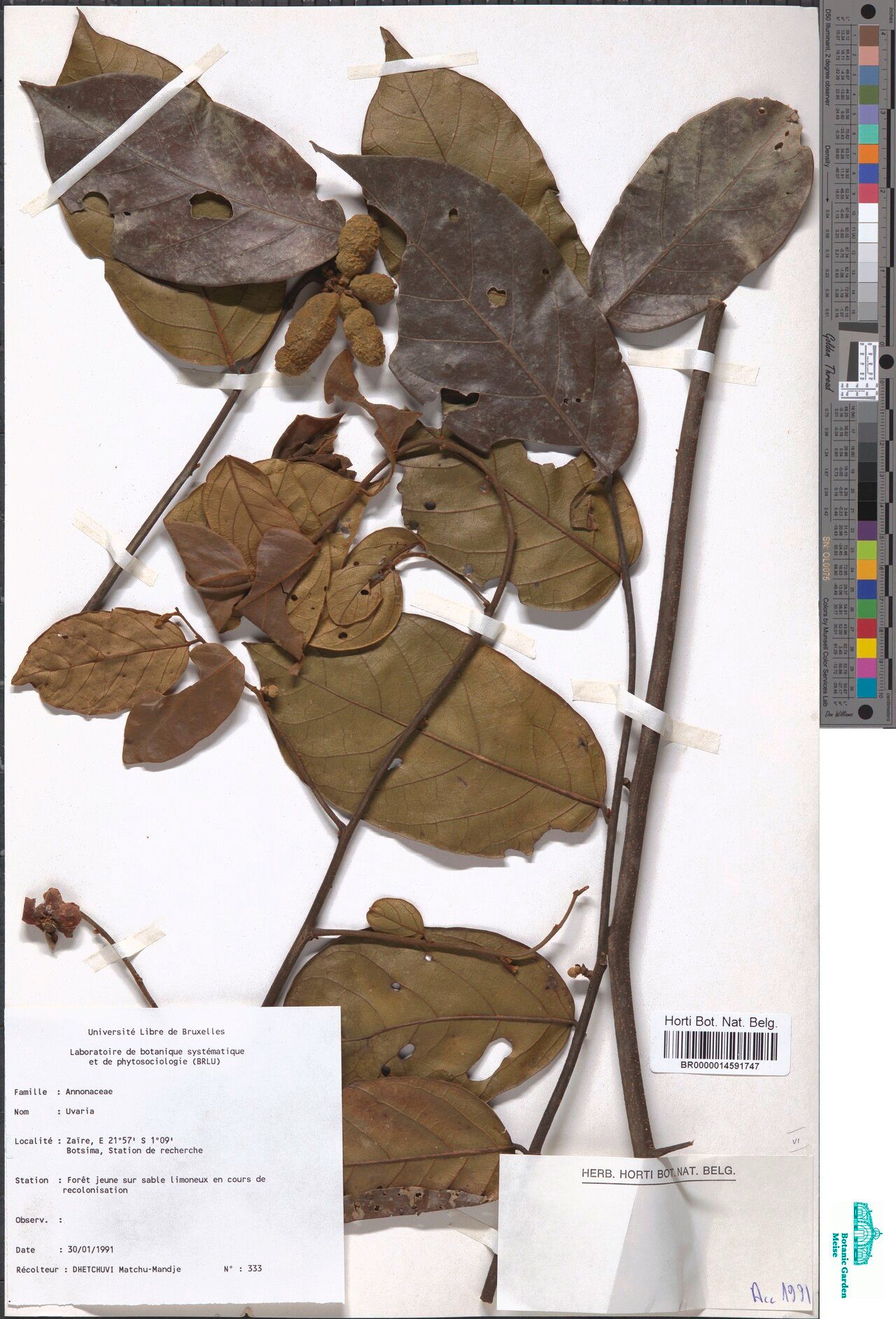 Uvaria smithii — houseplant care guide