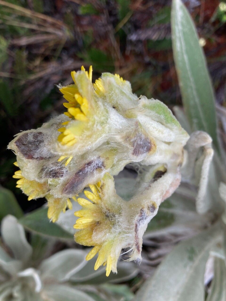 Espeletia pycnophylla flower