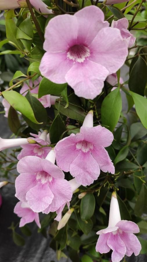 Pandorea jasminoides flower