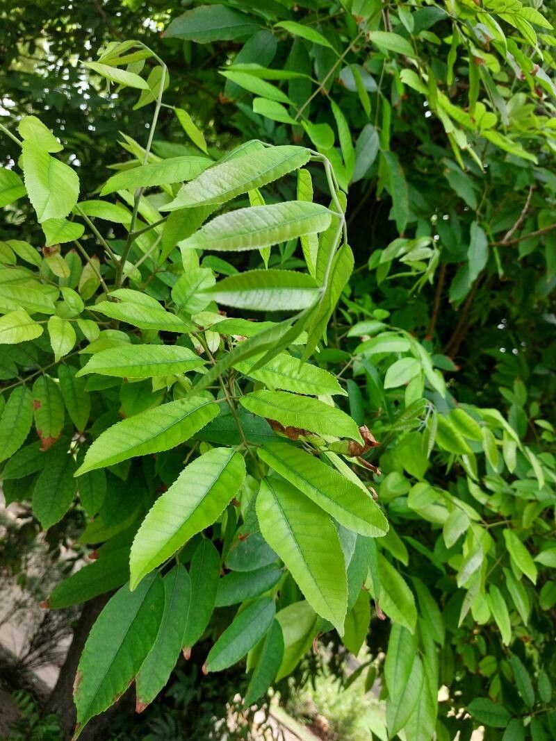 Protium serratum leaf