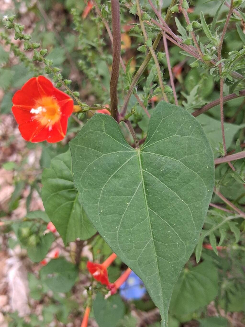Ipomoea coccinea — search result for 'Convolvulaceae'