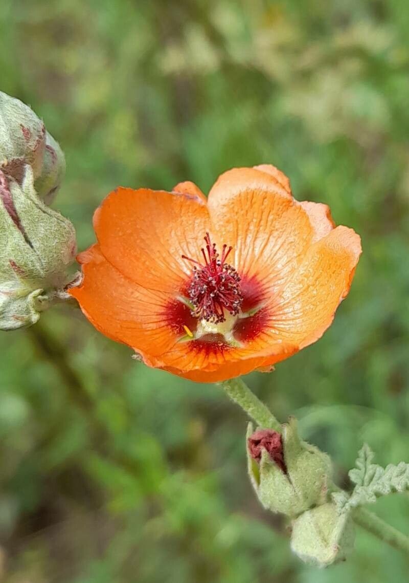 Sphaeralcea australis flower
