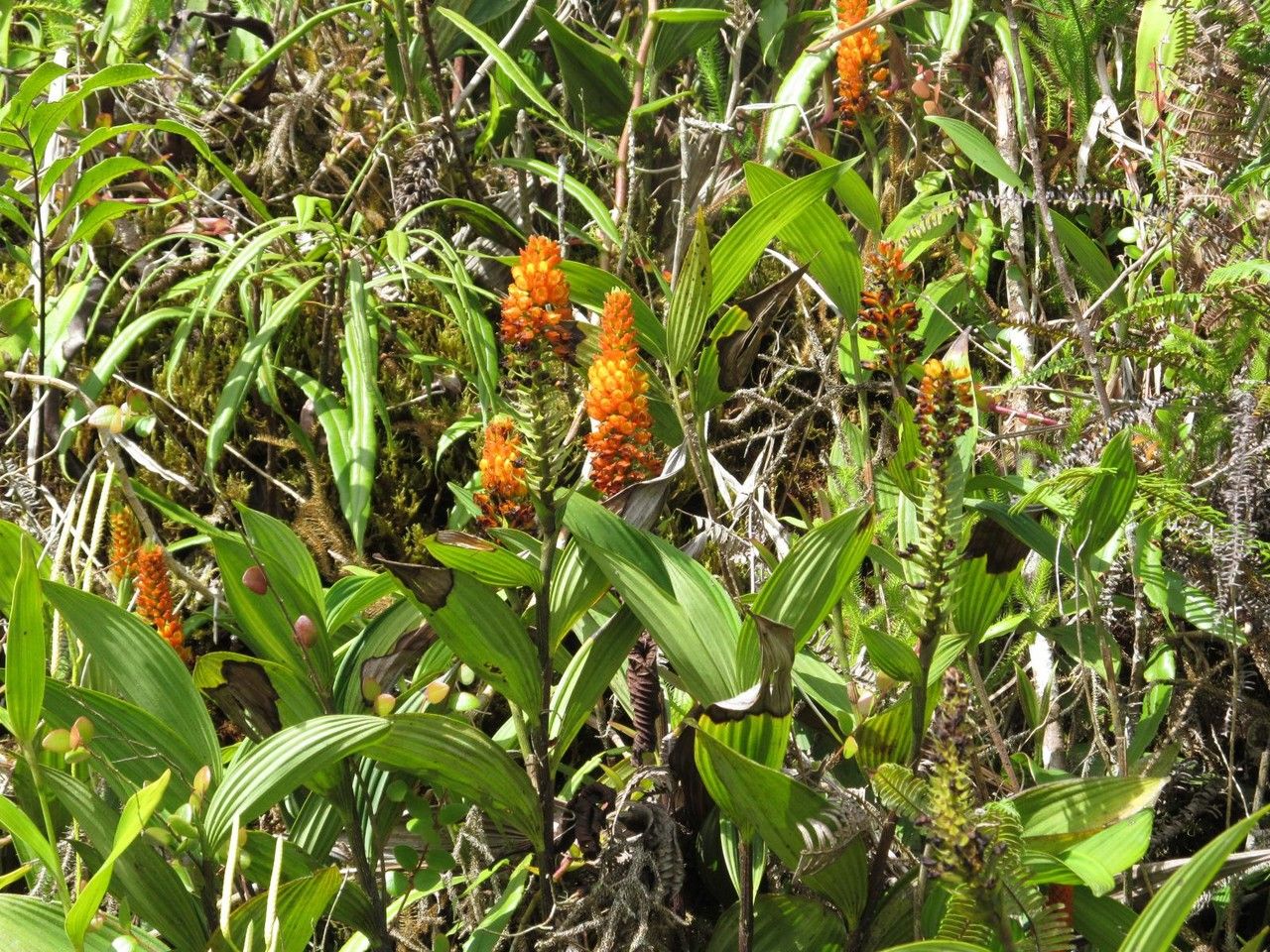 Elleanthus hymenophorus habit