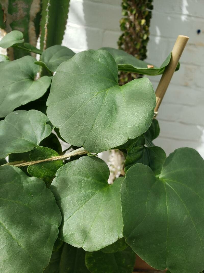 Pyrenacantha malvifolia — houseplant care guide