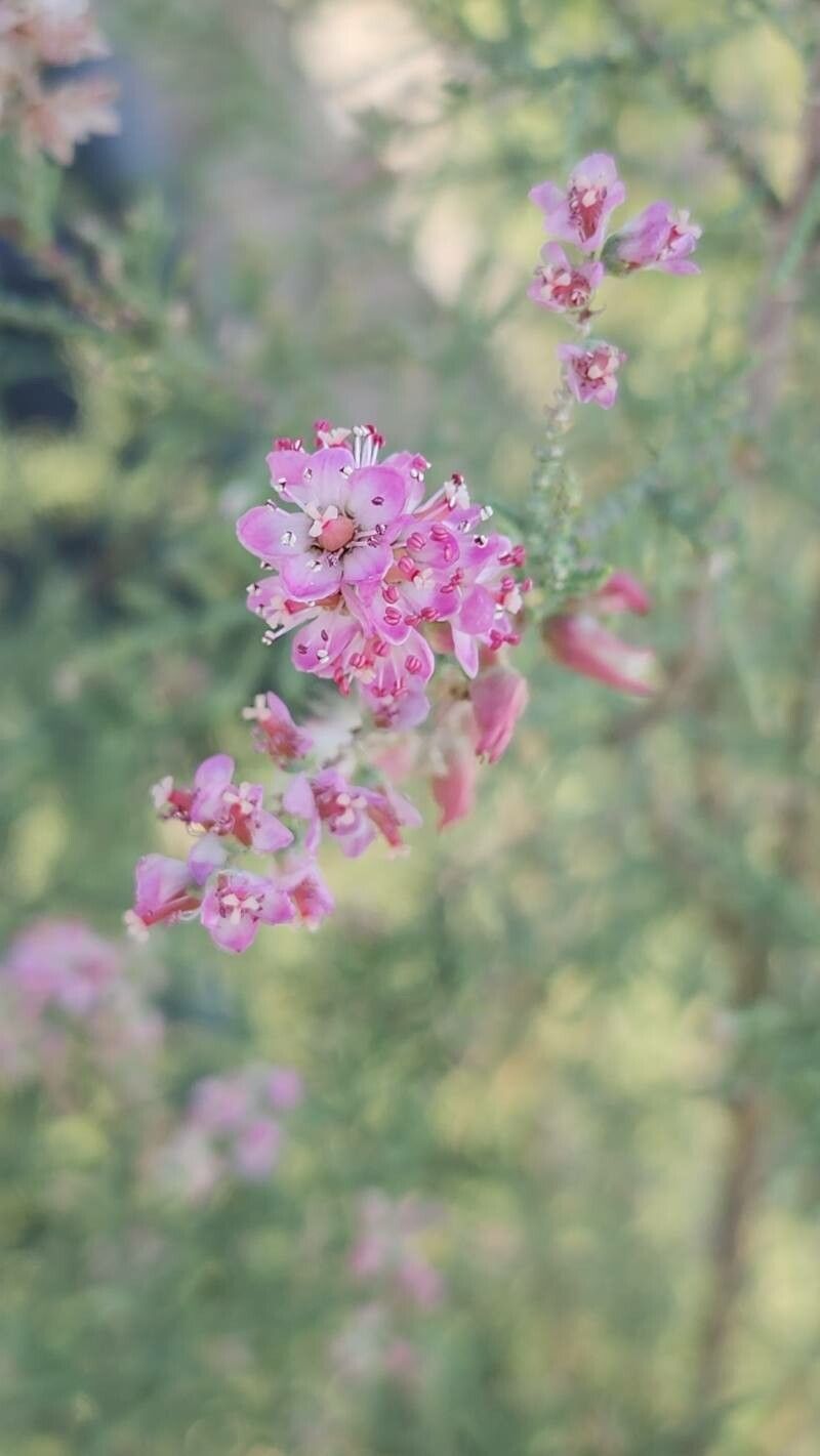 Tamarix macrocarpa flower