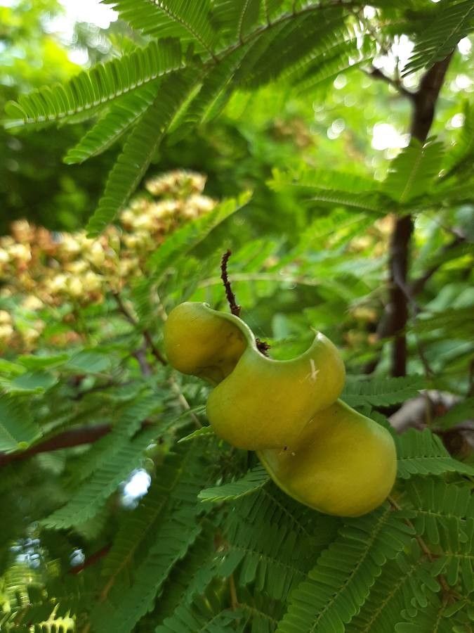 Caesalpinia coriaria fruit