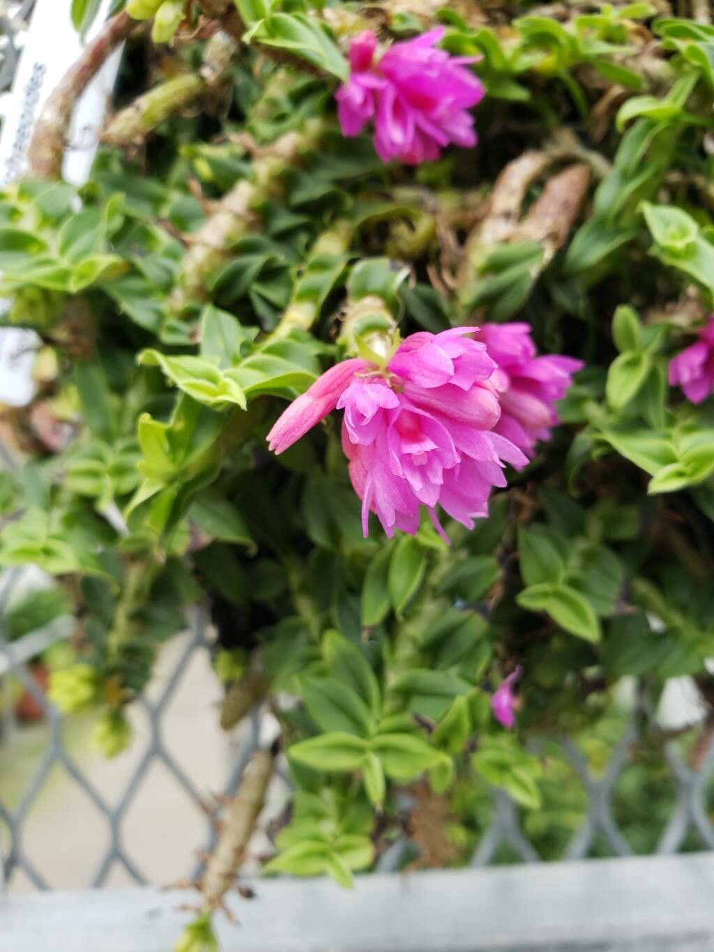 Dendrobium dichaeoides flower