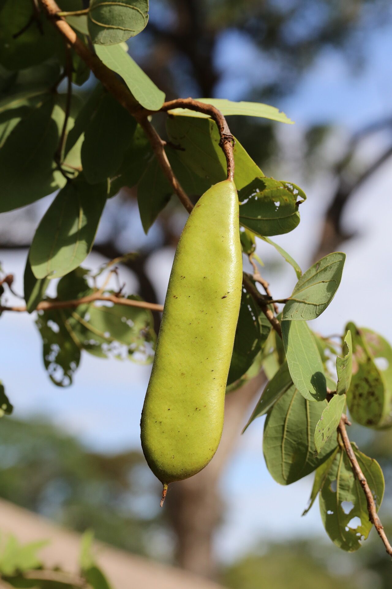 Bauhinia petersiana fruit