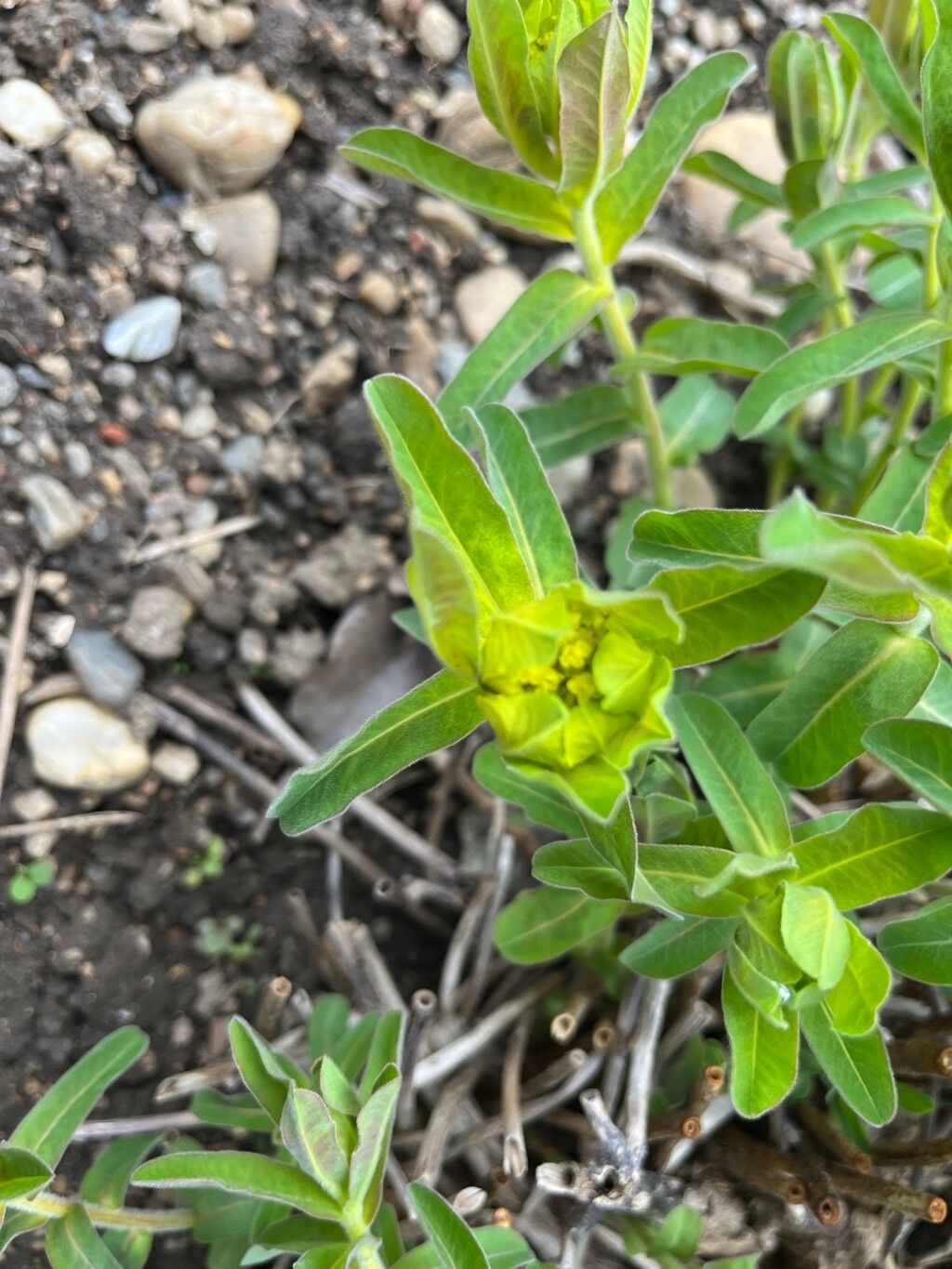 Euphorbia austriaca flower