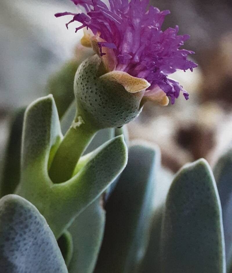 Cheiridopsis purpurea flower