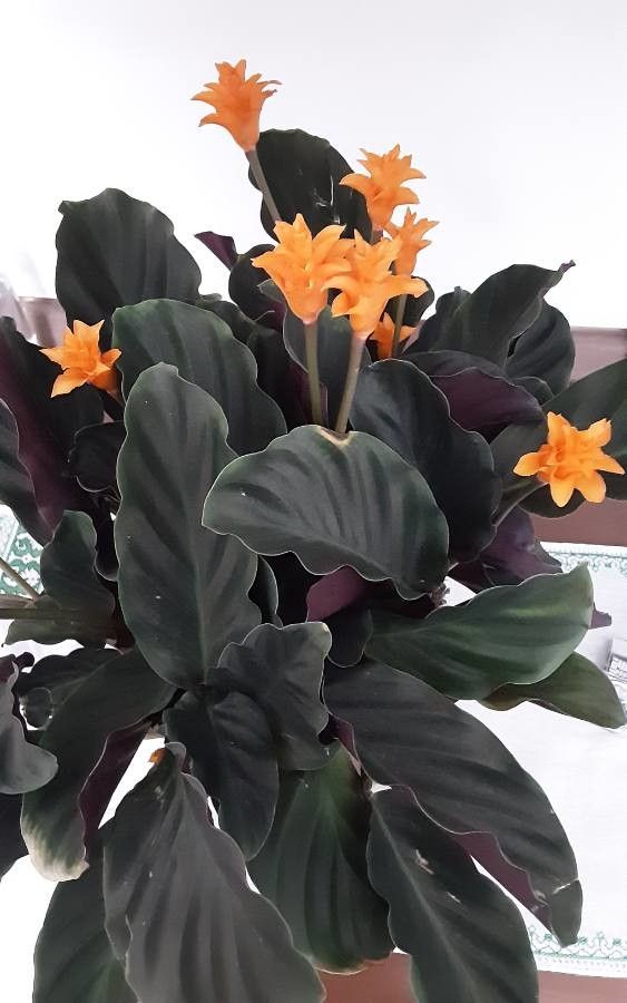 Calathea crocata bark