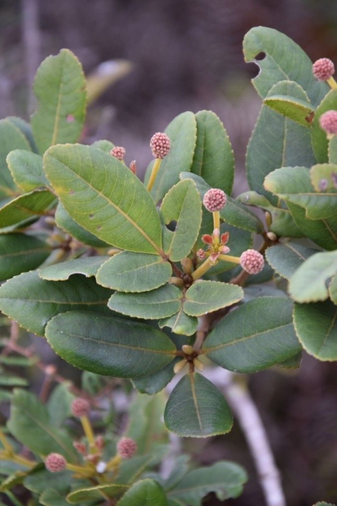 Pancheria × heterophylla — houseplant care guide