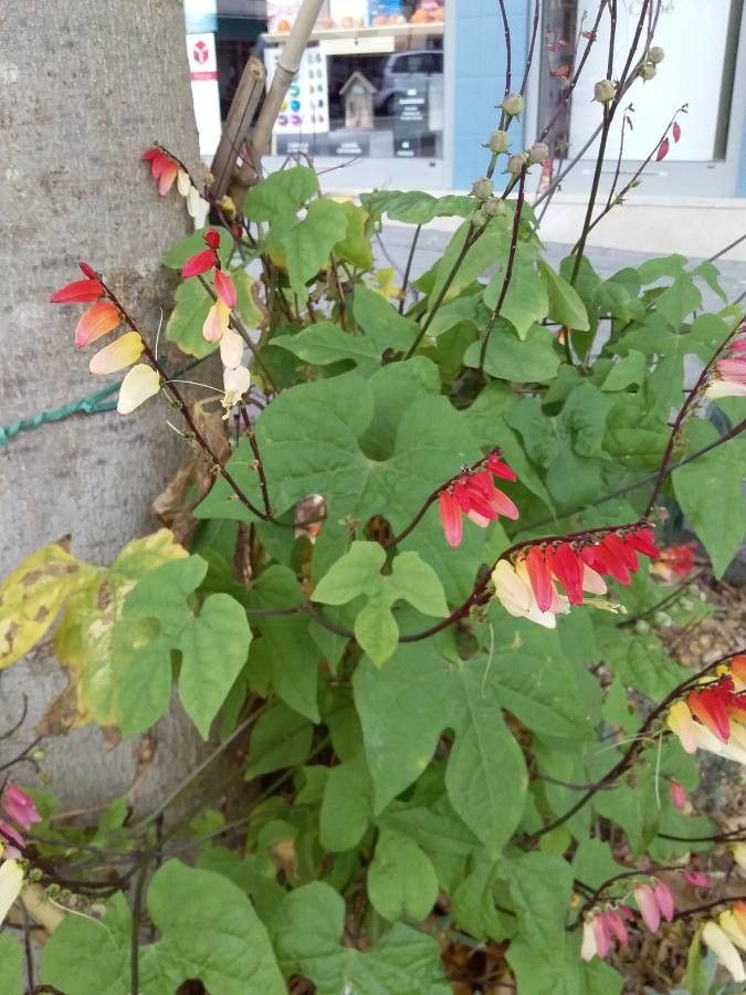 Ipomoea lobata flower