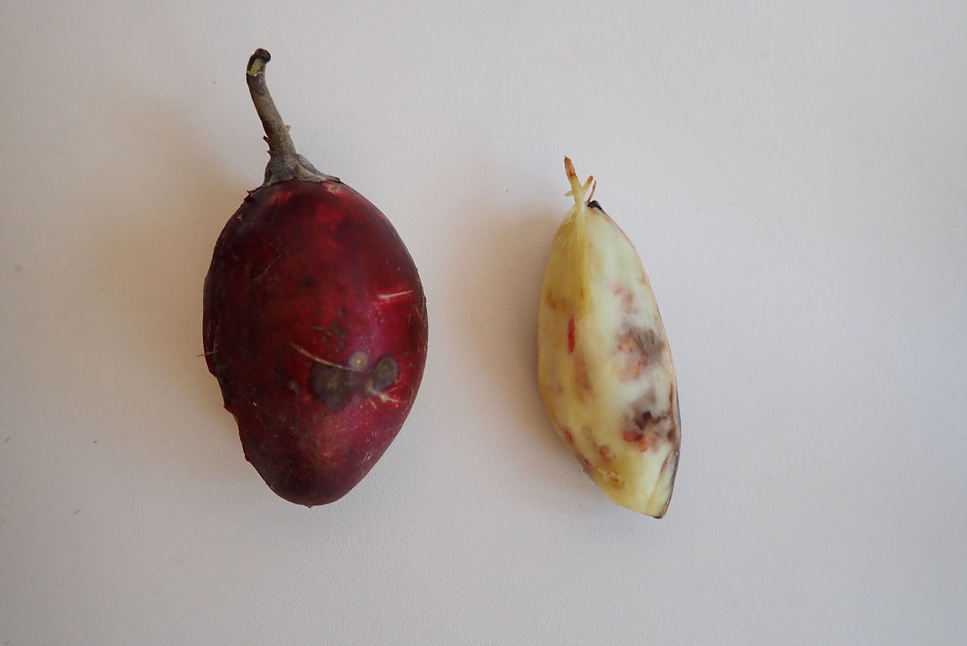 Pichonia dubia fruit