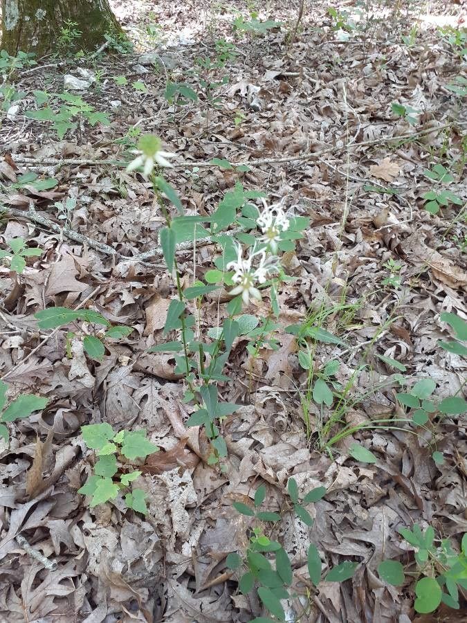 Monarda clinopodia habit