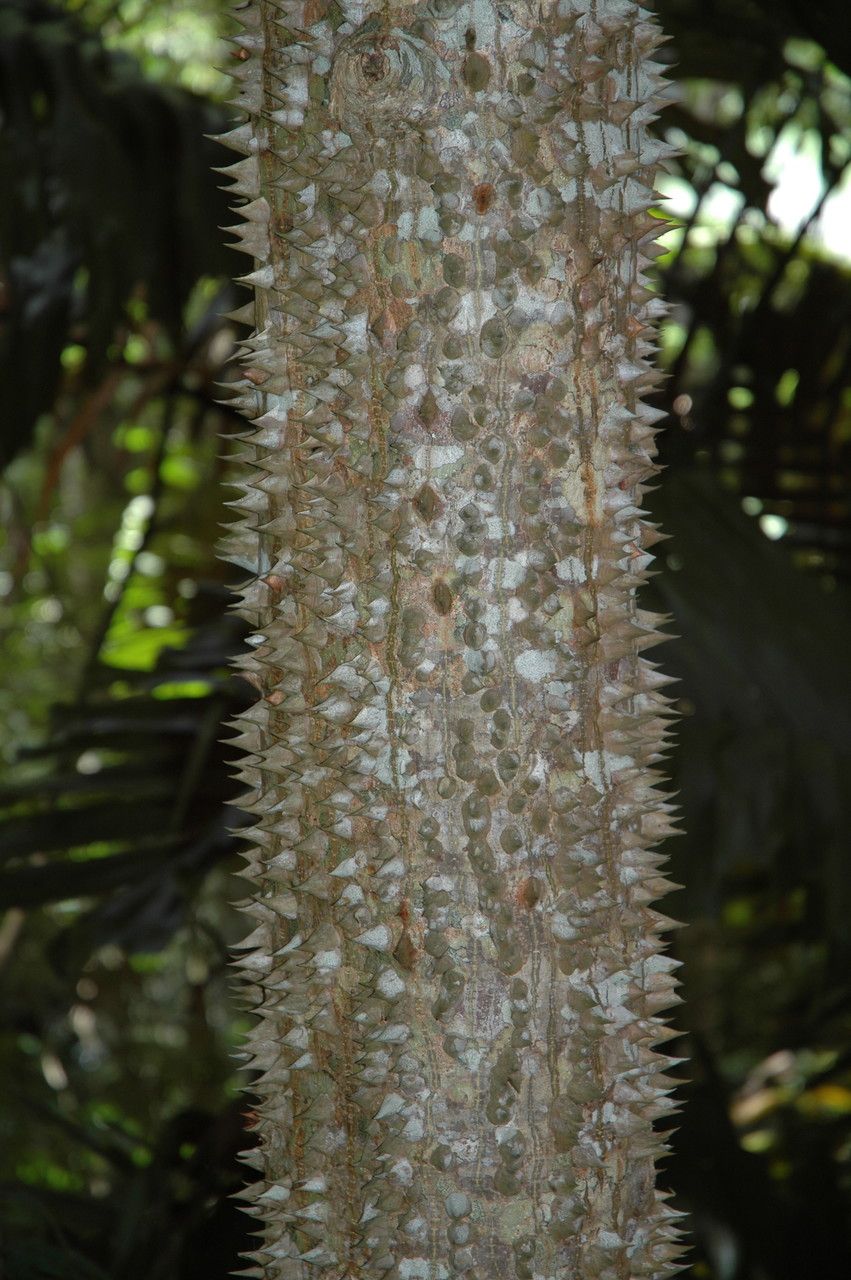 Pachira quinata bark