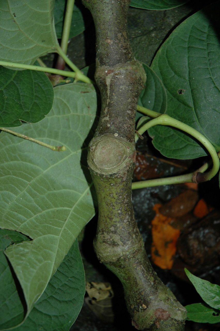 Piper methysticum bark