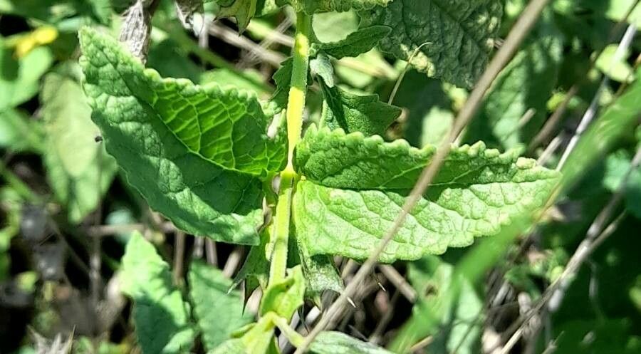 Lepechinia floribunda — houseplant care guide