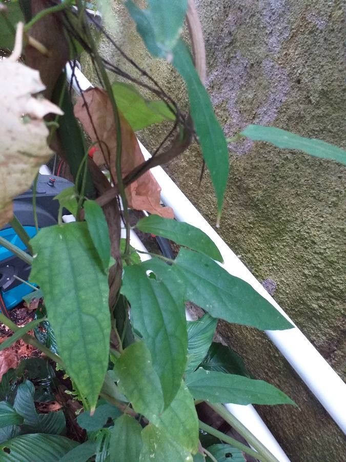 Thunbergia laurifolia — search result for 'Thunbergia'