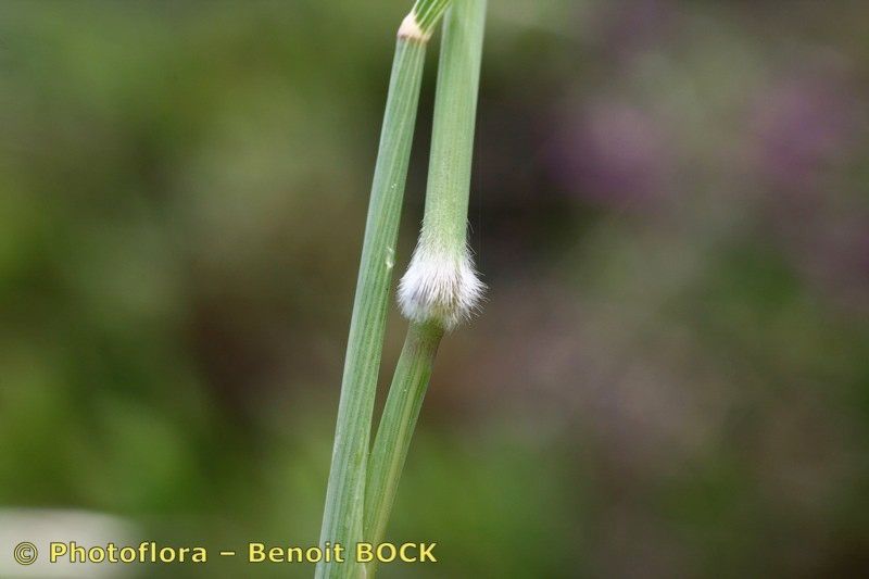 Arrhenatherum album bark